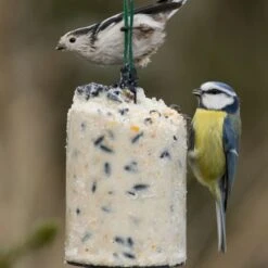 National Trust Seed Peanut Cake (500 Ml) 7 National Trust Seed Peanut Cake (500 Ml) -Nature Home Sales 10020 2 1