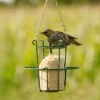 Peanut Cake Tube Hi-Protein For Starling (1 Litre) -Nature Home Sales 10043