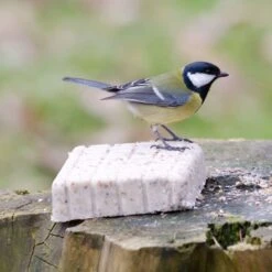 Peanut Cake Squares - Bundle Of 14 -Nature Home Sales 10077 2 1 2