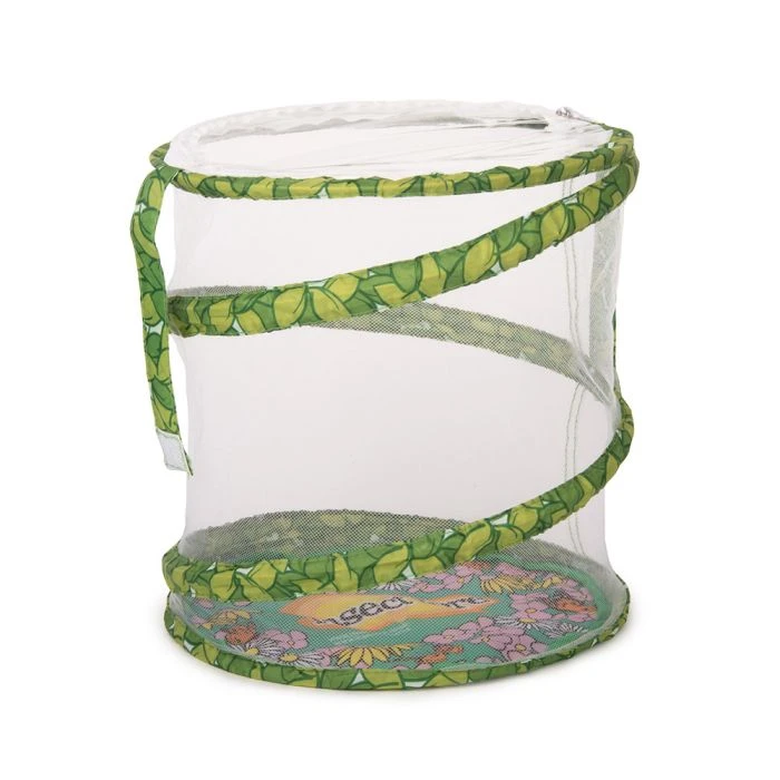 Living Twig Stick Insect Kit 6 Living Twig Stick Insect Kit - Image 4