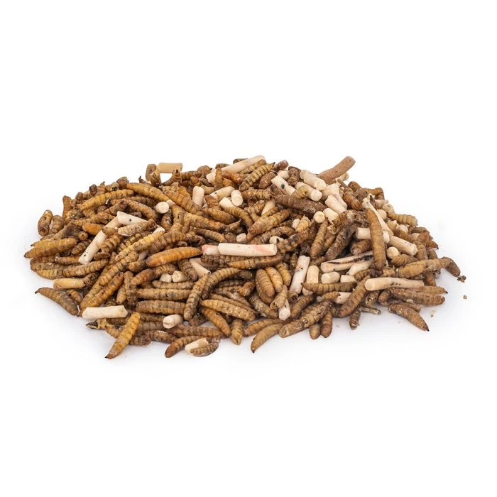 Protein-rich Insect Mix Bird Food (2.5kg) 4 Protein-rich Insect Mix Bird Food (2.5kg) - Image 2
