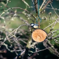 Half Coconut With Protein Rich Peanut Butter 9 Half Coconut With Protein Rich Peanut Butter -Nature Home Sales 115360119 half coconut sw low res 4437
