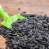 Black Sunflower Seeds - Bird Food