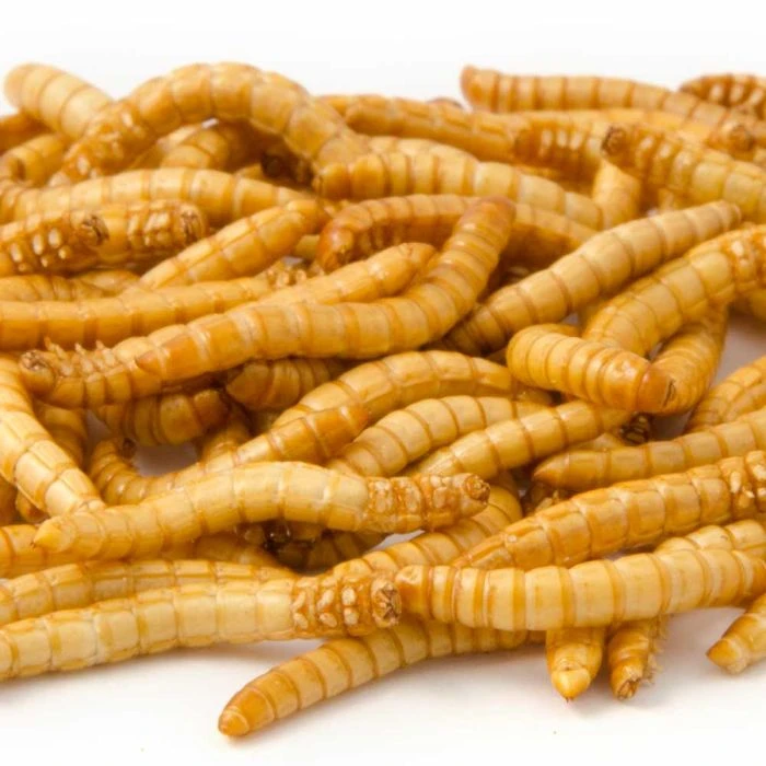 Freeze-Dried Mealworms (100g) - Bird Food 5 Freeze-Dried Mealworms (100g) - Bird Food - Image 3