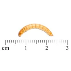 Freeze-Dried Mealworms (100g) - Bird Food 9 Freeze-Dried Mealworms (100g) - Bird Food -Nature Home Sales 28033 3