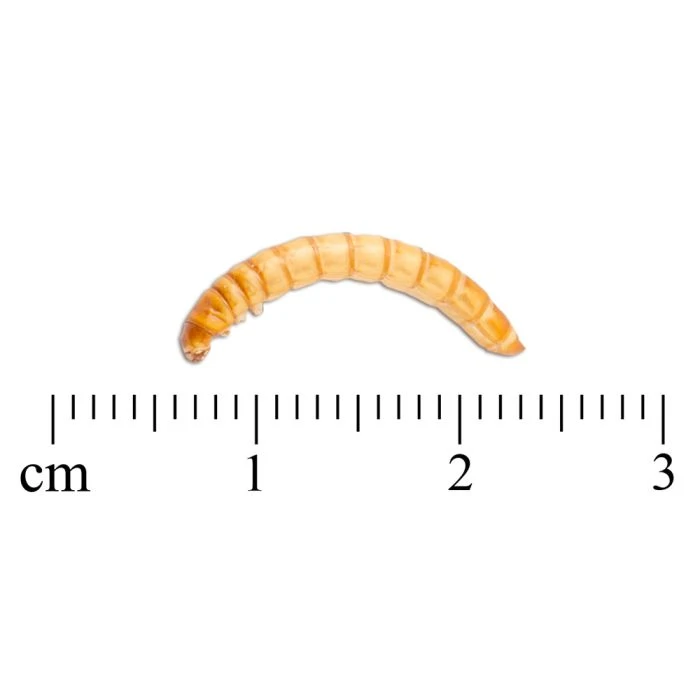 Freeze-Dried Mealworms (100g) - Bird Food 6 Freeze-Dried Mealworms (100g) - Bird Food - Image 4