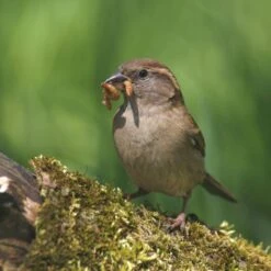 Dried Mealworms - Bird Food -Nature Home Sales 28090 2