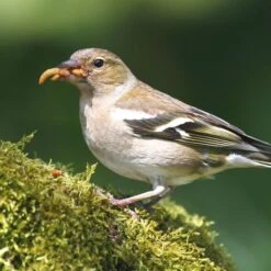 Dried Mealworms - Bird Food -Nature Home Sales 28090 3