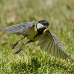 Dried Mealworms - Bird Food -Nature Home Sales 28090 8