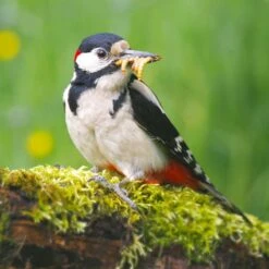 Dried Mealworms - Bird Food -Nature Home Sales 28100 5