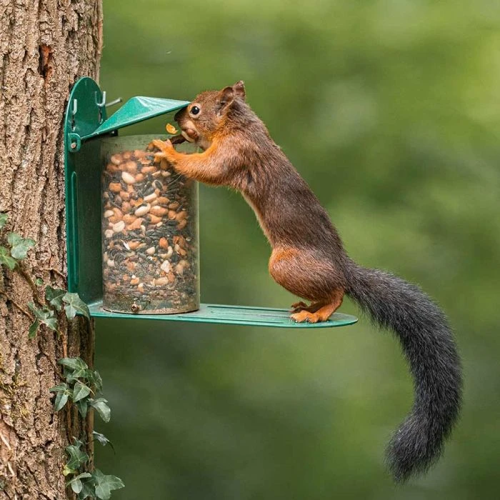 National Trust Green Metal Squirrel Feeder 3 National Trust Green Metal Squirrel Feeder