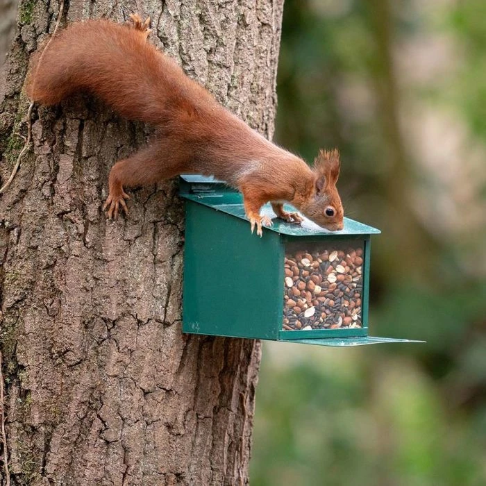 Metal Squirrel Feeder XXL 3 Metal Squirrel Feeder XXL