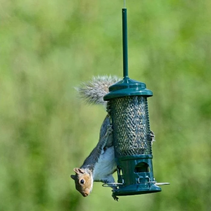 Squirrel Buster Seed Feeder 3 Squirrel Buster Seed Feeder
