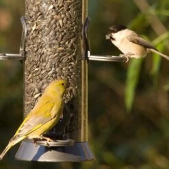 Organic Black Sunflower Seeds 2.5kg - Bird Food -Nature Home Sales 33023 23005 2