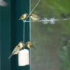 BirdSwing Window Peanut Cake Feeder -Nature Home Sales 350451