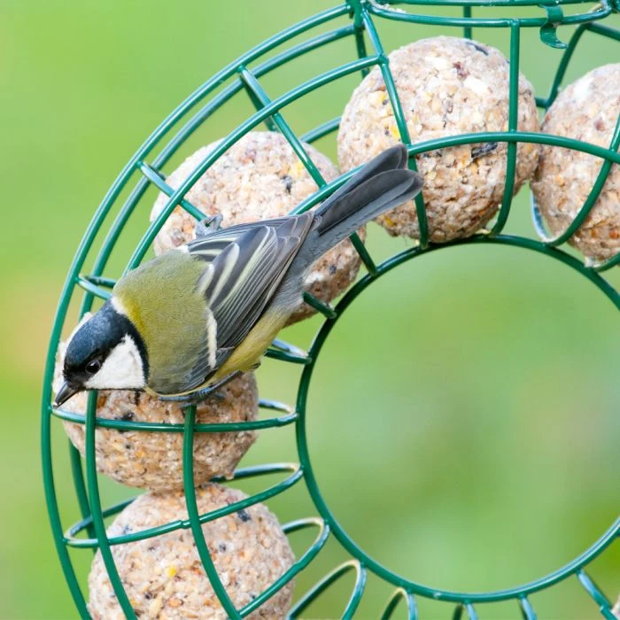 Fat Ball Feeding Ring 4 Fat Ball Feeding Ring - Image 2