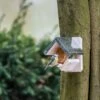 Kotka Peanut Butter Feeder -Nature Home Sales 351830119 110240119 protein rich peanut butter kokta peanut butter feeder sw low res 8777
