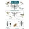 ID Chart - Guide To Insects Of The British Isles 1 ID Chart - Guide To Insects Of The British Isles -Nature Home Sales 8819055
