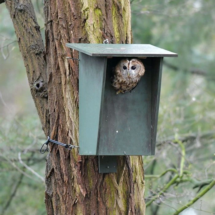 Tawny Owl, Stock Dove And Jackdaw Nest Box 3 Tawny Owl, Stock Dove And Jackdaw Nest Box