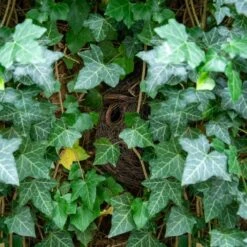 Funchal Lounge Roosting Nest -Nature Home Sales 909210119 funchal nester dv 3799