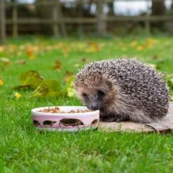 Hedgehog Bowl Myrte