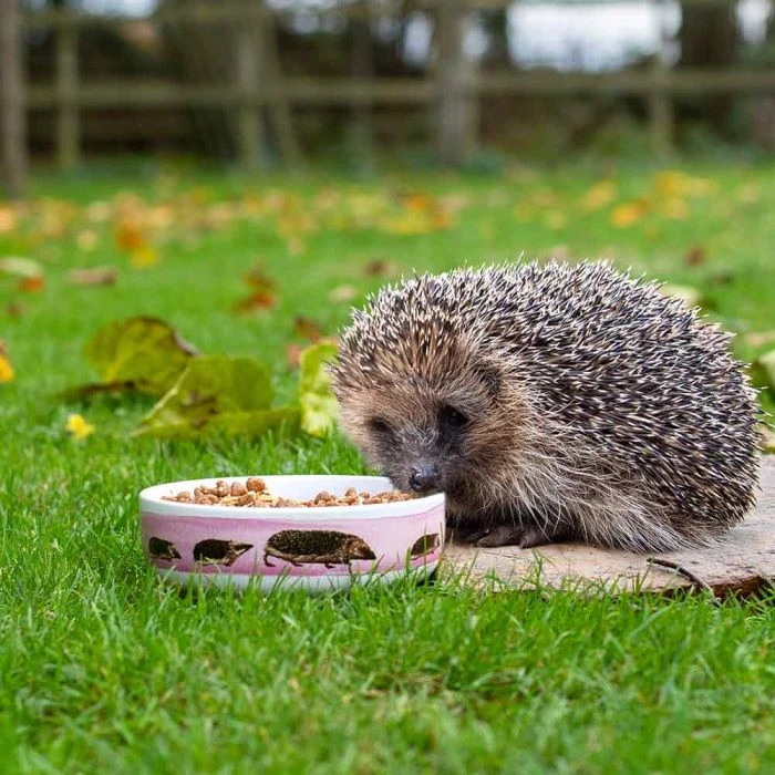 Hedgehog Bowl Myrte 3 Hedgehog Bowl Myrte