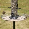Large Feeder Tray 1 Large Feeder Tray -Nature Home Sales 94061 1