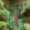 Medium Peanut Bird Feeder With Guardian