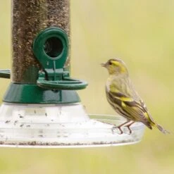 Nyjer Seed - Bird Food To Attract Goldfinches 9 Nyjer Seed - Bird Food To Attract Goldfinches -Nature Home Sales 98225 24001