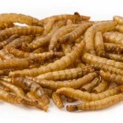 Dried Mealworms - Bird Food -Nature Home Sales getrocknete mehlwuermer 28030 2