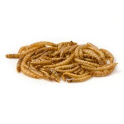 Dried Mealworms - Bird Food -Nature Home Sales getrocknete mehlwuermer 28030 3
