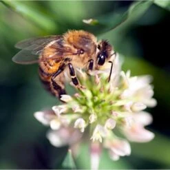 National Trust Insect Tower 17 National Trust Insect Tower -Nature Home Sales is bee