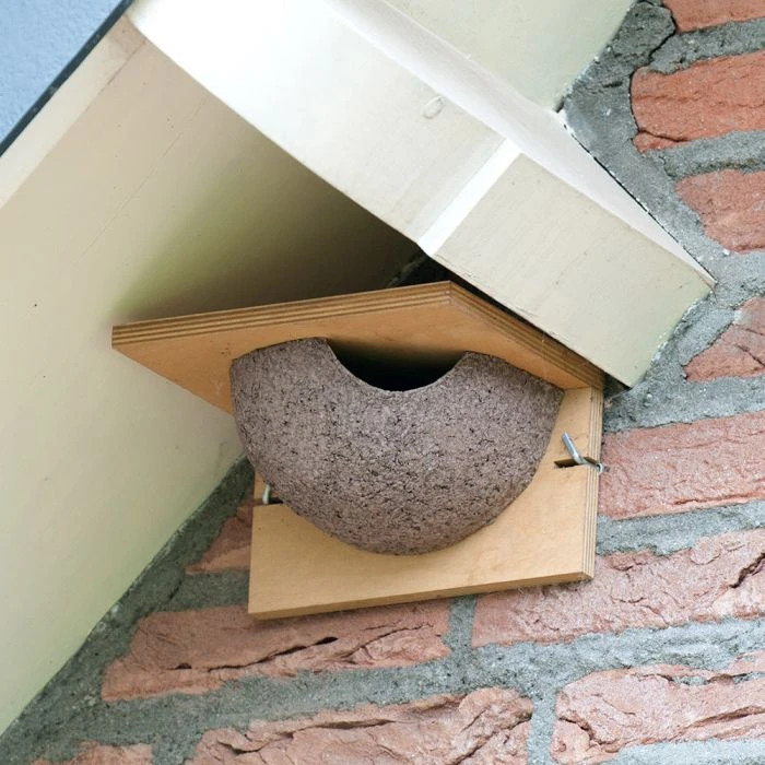 House Martin Nest (Right Single) 3 House Martin Nest (Right Single)