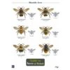 ID Chart - Guide To Bees Of Britain 2 ID Chart - Guide To Bees Of Britain -Nature Home Sales m20248