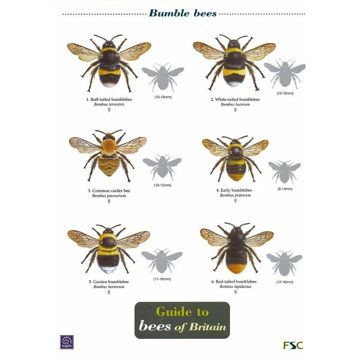 ID Chart - Guide To Bees Of Britain 3 ID Chart - Guide To Bees Of Britain